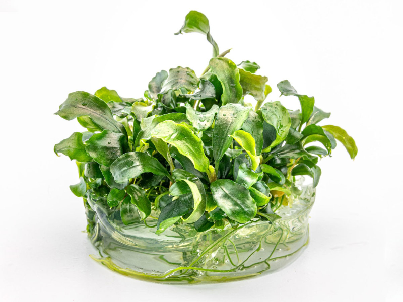 Welliges Blatt - Bucephalandra pygmaea ´Bukit Kelam´ in vitro